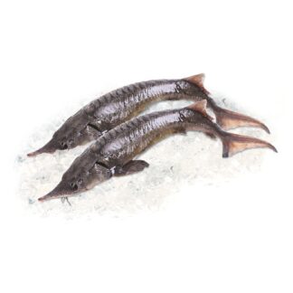 Осетр с/м 10-12 кг. (порежем на куски 1,5/+ кг.)