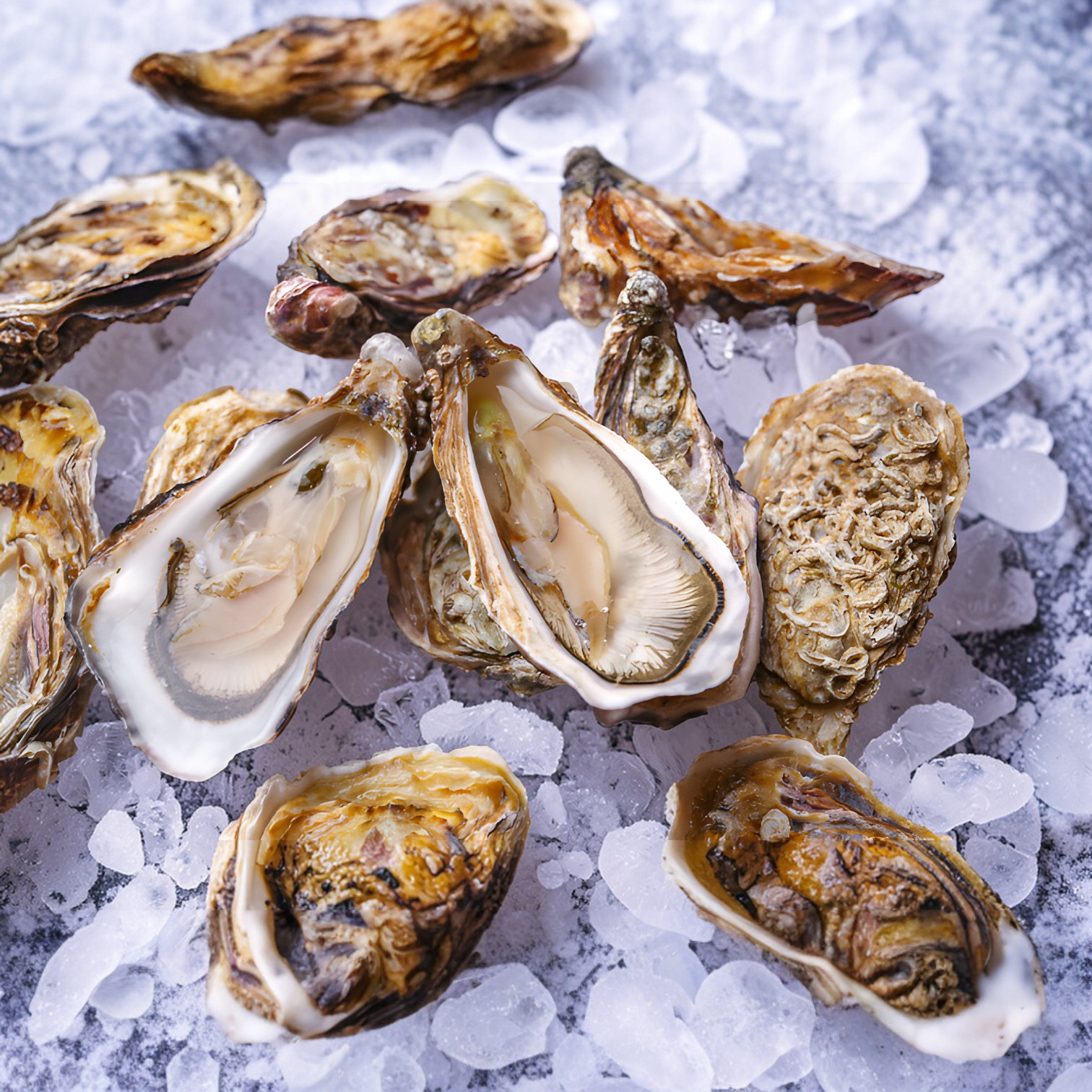 Устрица Розовая (Пинк) Джоли